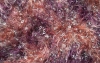 knitting yarn